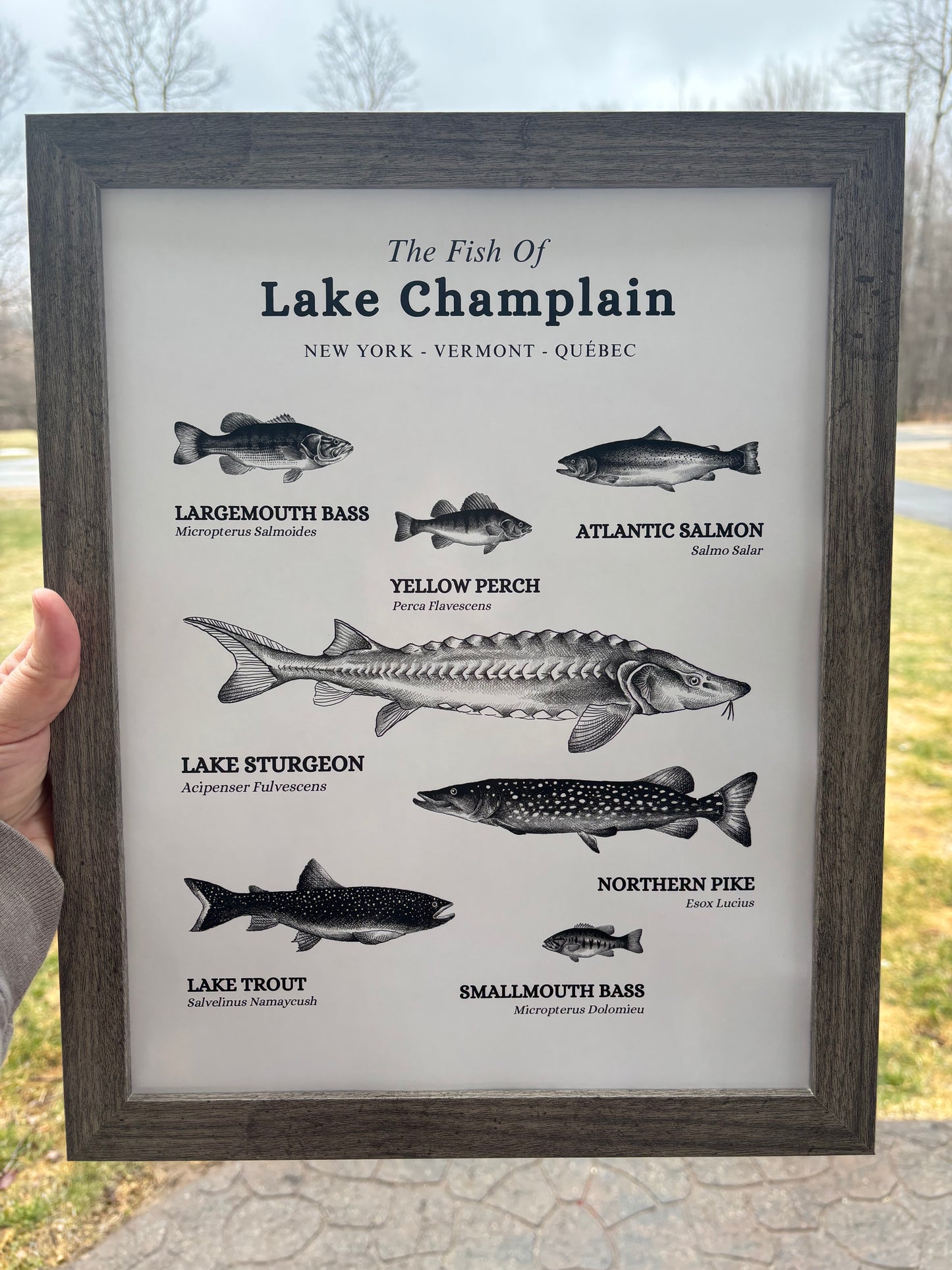 The Fish of Lake Champlain Print Wall Hanging | Plattsburgh, New York | Burlington, Vermont | North Country Gift, Present | Custom Lake | Upstate NY |