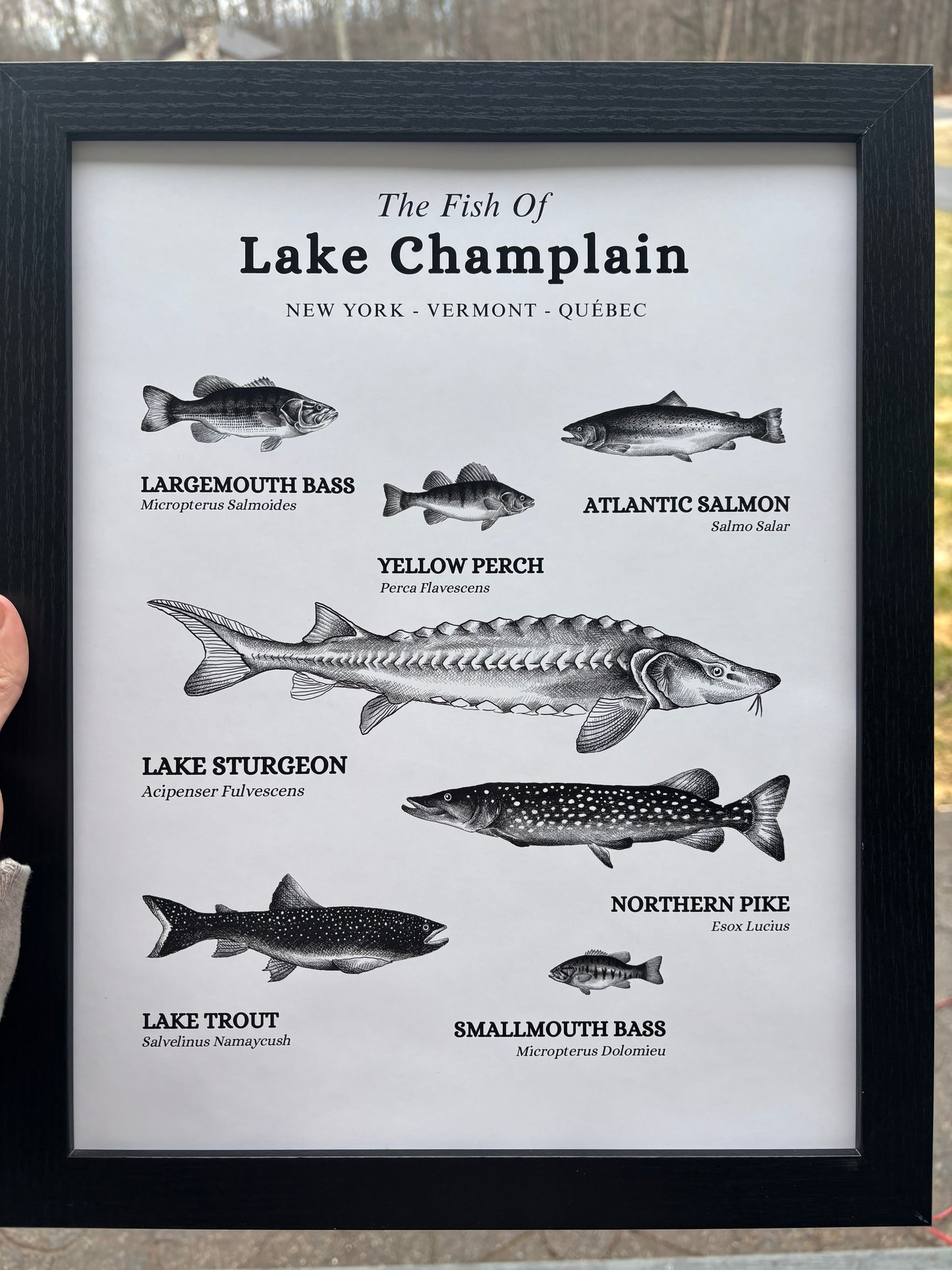 The Fish of Lake Champlain Print Wall Hanging | Plattsburgh, New York | Burlington, Vermont | North Country Gift, Present | Custom Lake | Upstate NY |