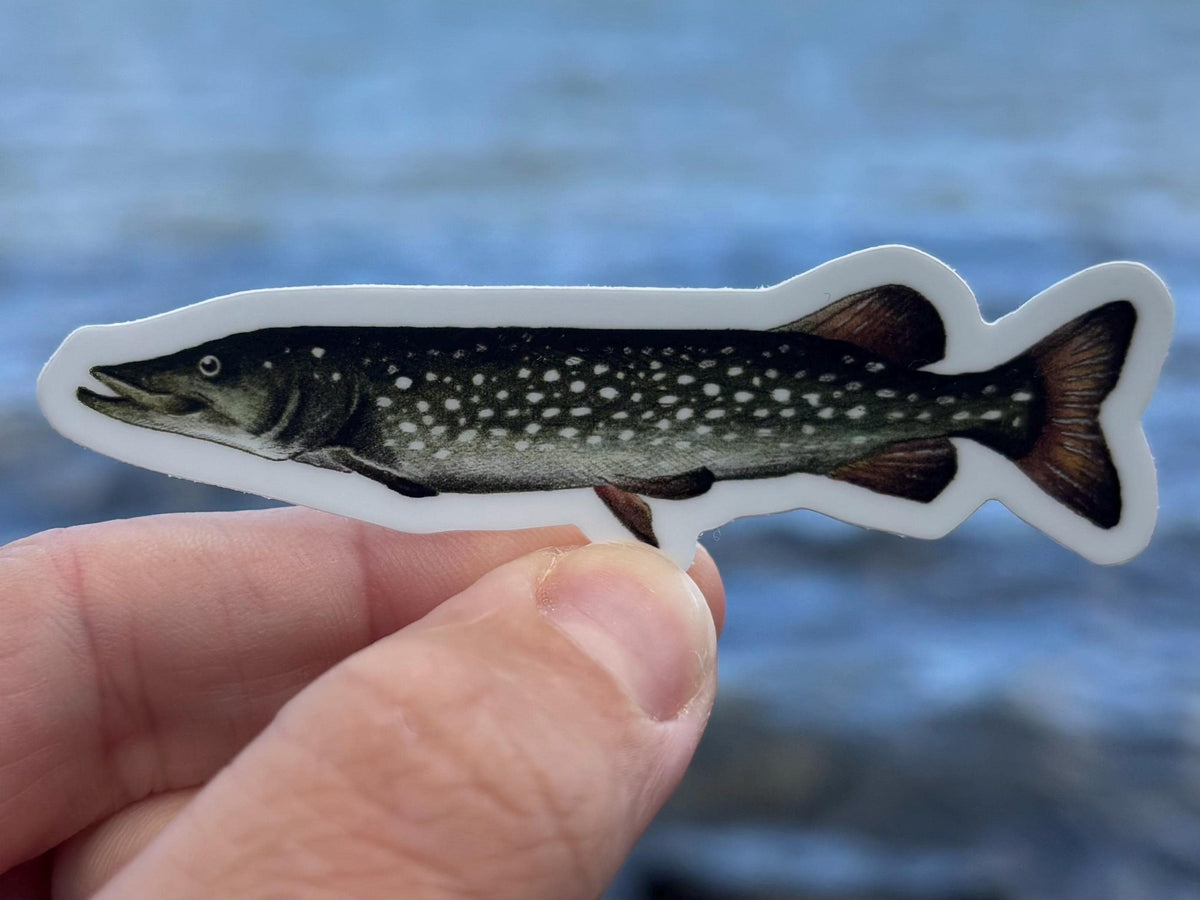 Northern Pike Sticker Lake Champlain Fishing Decal, Pike Fishing Sticker, Angler Gift, Fisherman Gift, Lake Champlain Sticker