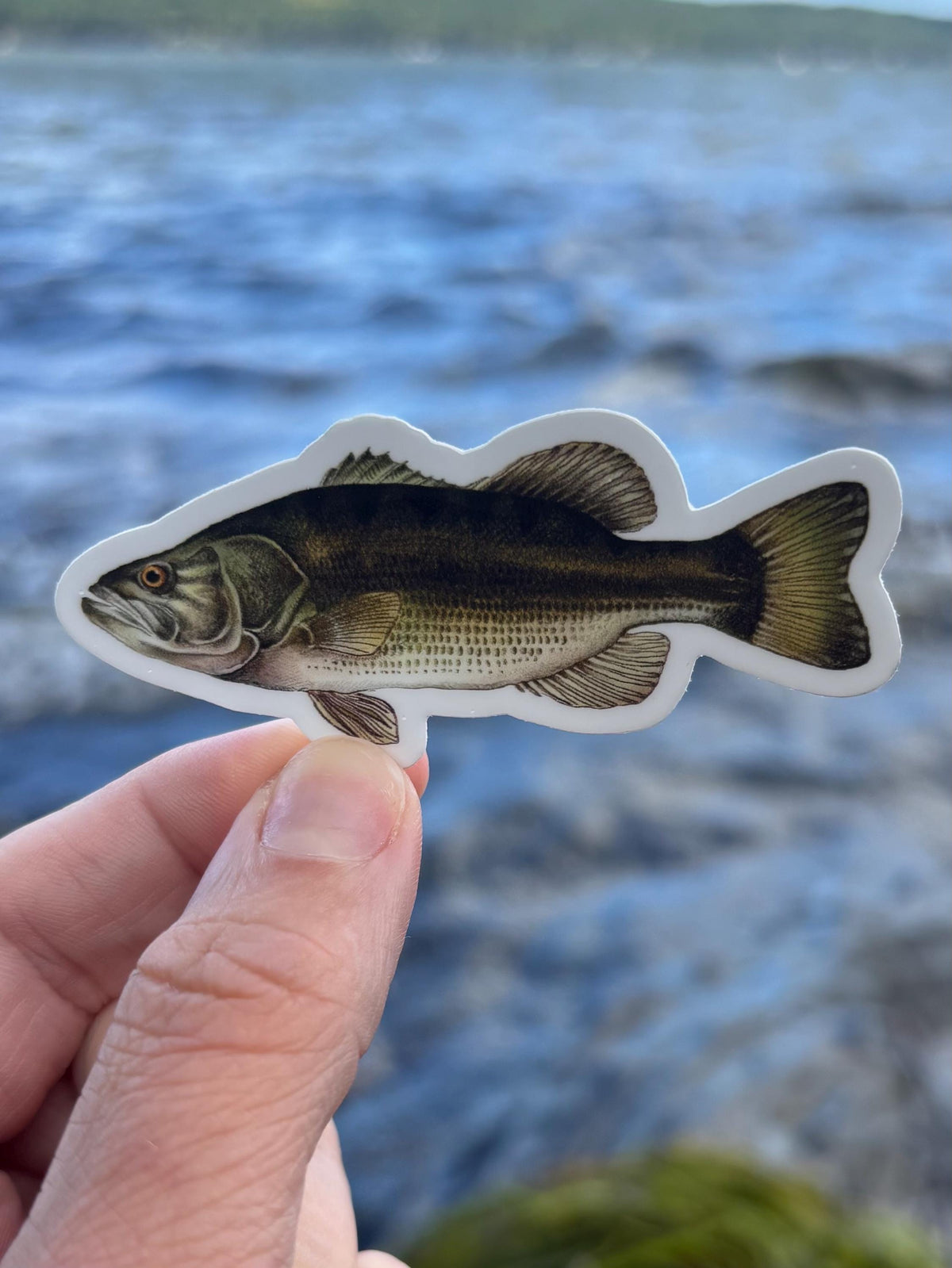 Largemouth Bass Sticker Lake Champlain Fishing Decal, Bass Fishing Sticker, Angler Gift, Fisherman Gift, Lake Champlain Sticker