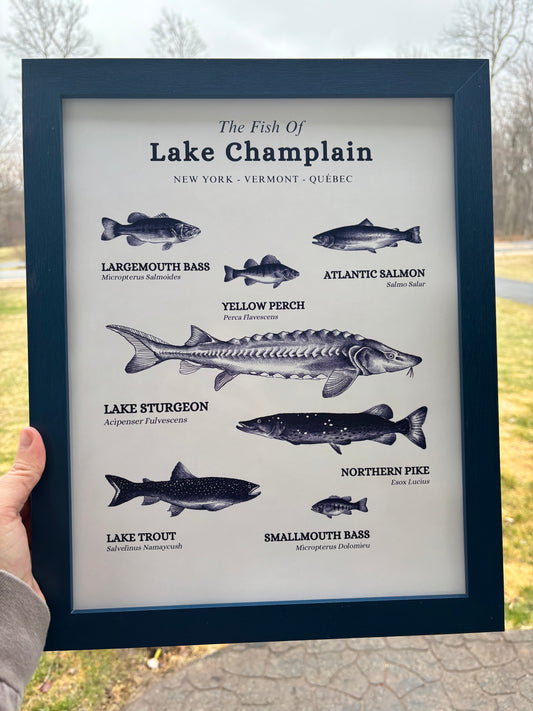The Fish of Lake Champlain Print Wall Hanging | Plattsburgh, New York | Burlington, Vermont | North Country Gift, Present | Custom Lake |  Upstate NY |