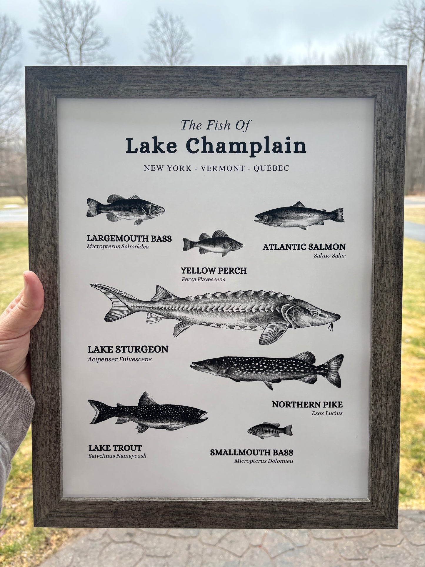 The Fish of Lake Champlain Print Wall Hanging | Plattsburgh, New York | Burlington, Vermont | North Country Gift, Present | Custom Lake |  Upstate NY |
