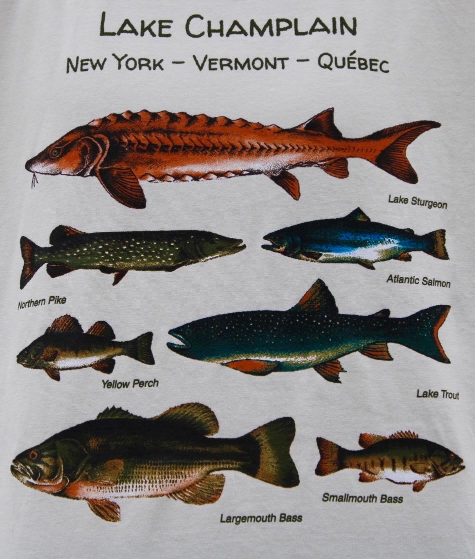 Lake Champlain Fish T-Shirt: Vermont Angler Tee - Two Color Options