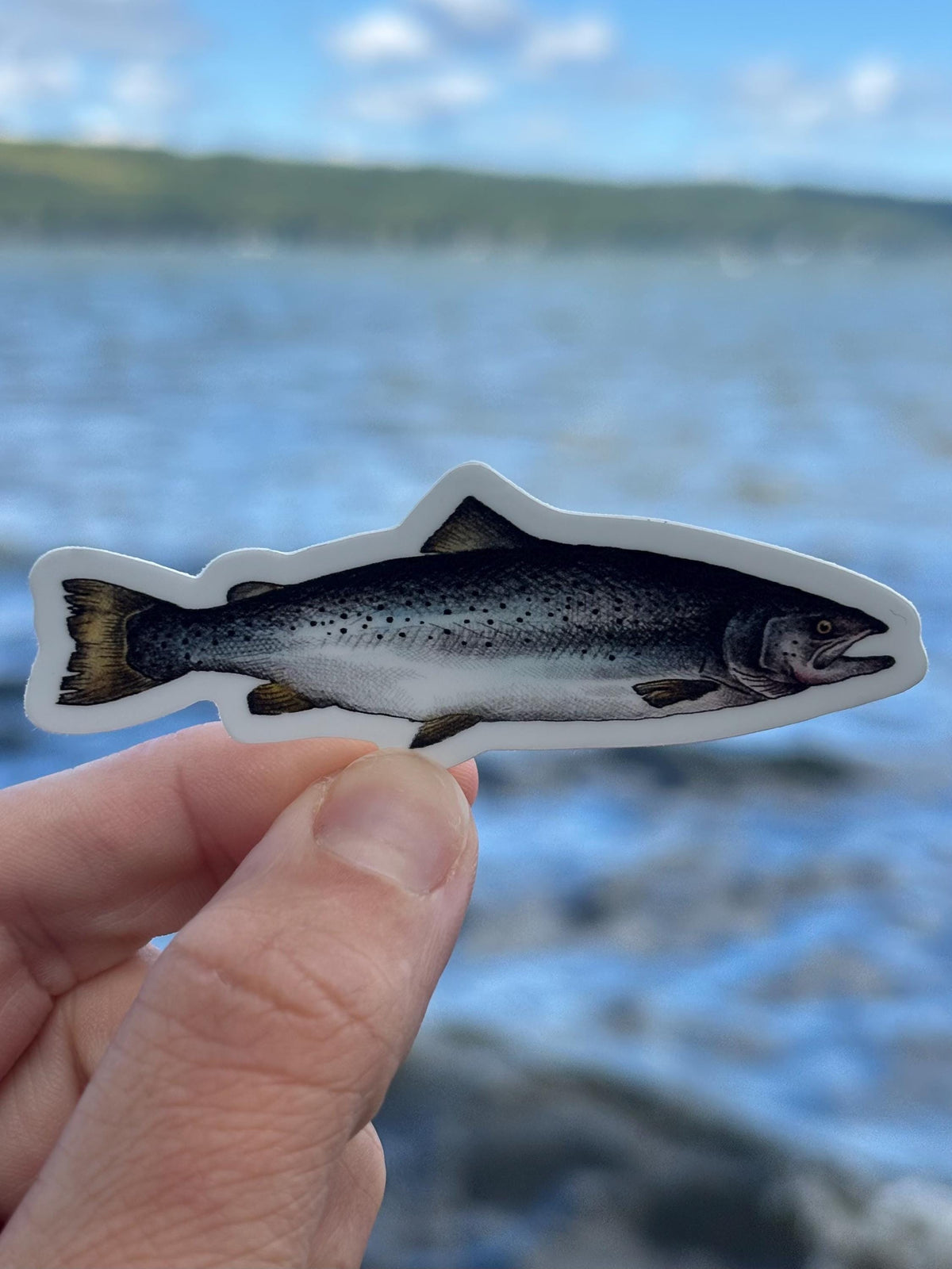 Atlantic Salmon Lake Champlain Sticker, Fish Decal, New York Fishing Sticker, Adirondack Outdoor Sticker