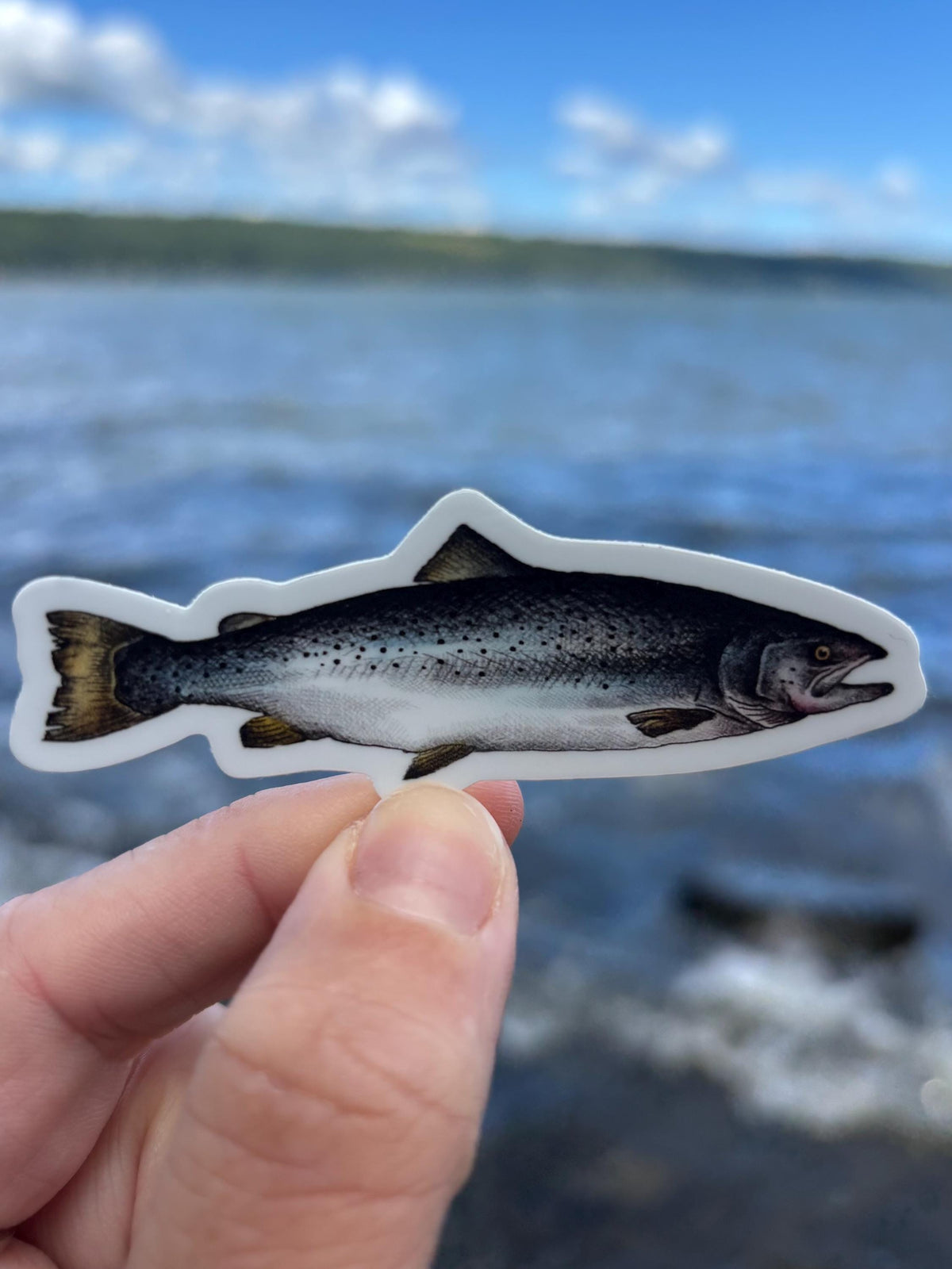 Atlantic Salmon Lake Champlain Sticker, Fish Decal, New York Fishing Sticker, Adirondack Outdoor Sticker
