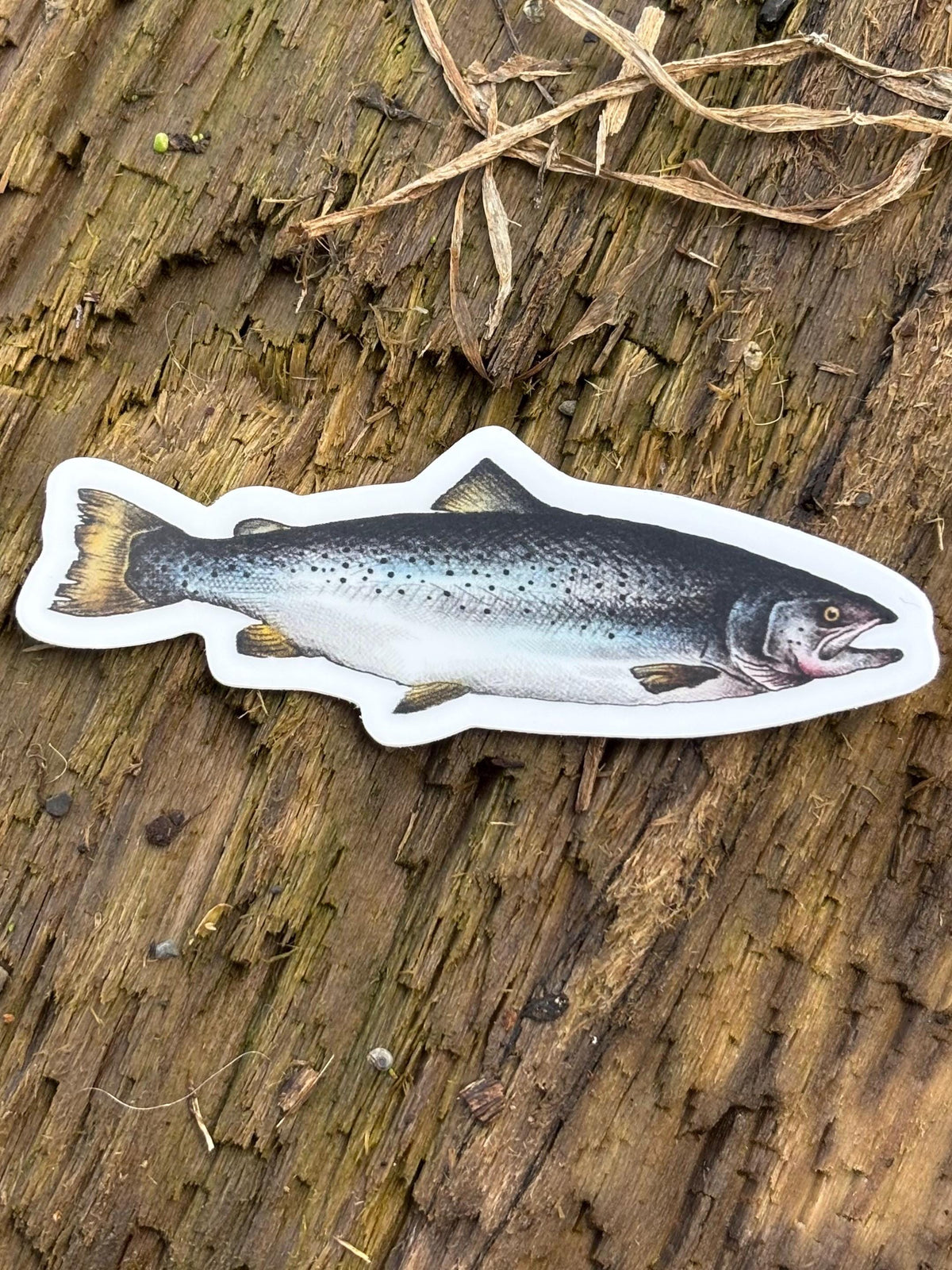 Atlantic Salmon Lake Champlain Sticker, Fish Decal, New York Fishing Sticker, Adirondack Outdoor Sticker