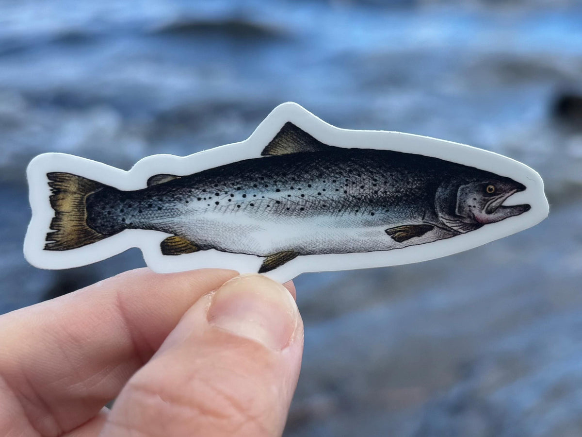 Atlantic Salmon Lake Champlain Sticker, Fish Decal, New York Fishing Sticker, Adirondack Outdoor Sticker