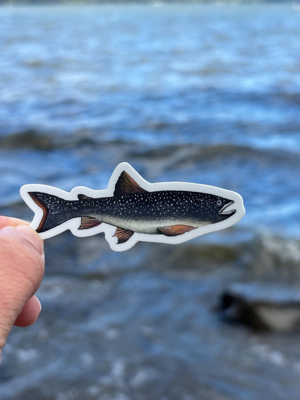 Lake Champlain Lake Trout Sticker,  Fishing Decal, Adirondack Fish Sticker, Vermont Lake Sticker, Trout Fishing Gift, Boat Sticker