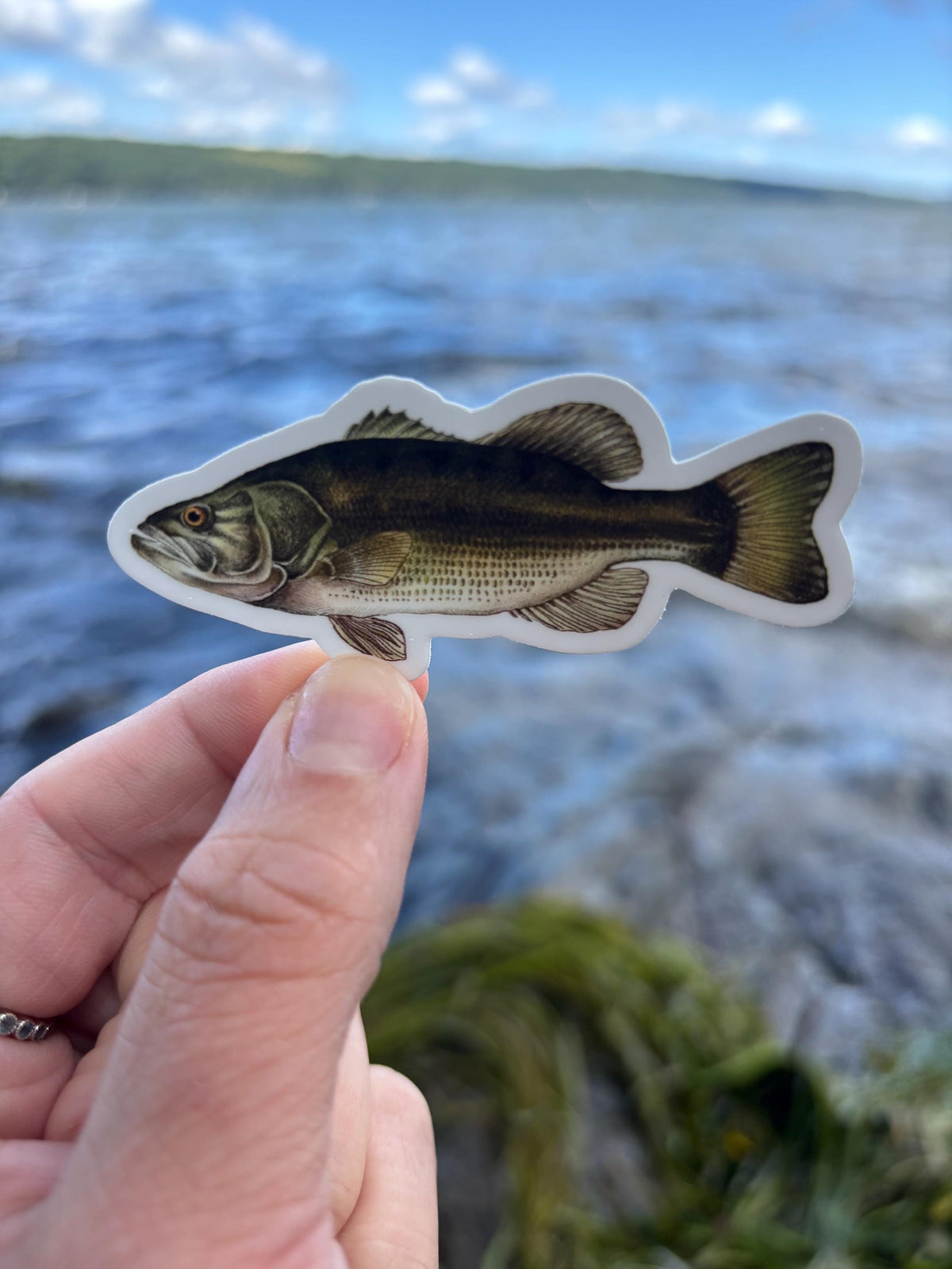 Largemouth Bass Sticker Lake Champlain Fishing Decal, Bass Fishing Sticker, Angler Gift, Fisherman Gift, Lake Champlain Sticker