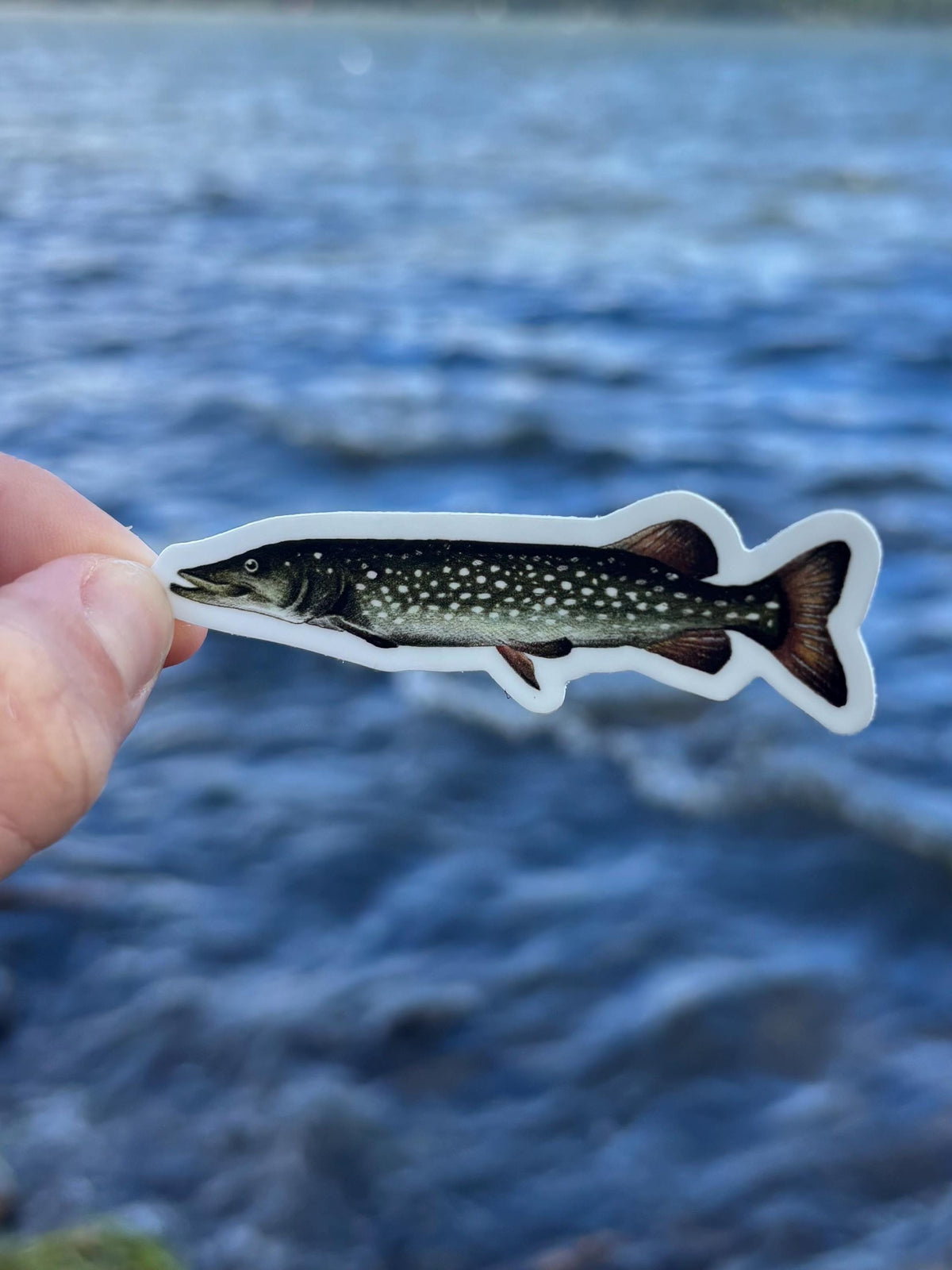 Northern Pike Sticker Lake Champlain Fishing Decal, Pike Fishing Sticker, Angler Gift, Fisherman Gift, Lake Champlain Sticker