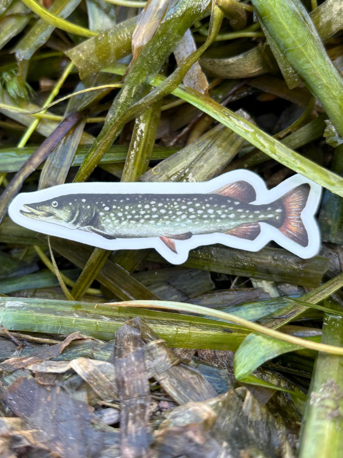 Northern Pike Sticker Lake Champlain Fishing Decal, Pike Fishing Sticker, Angler Gift, Fisherman Gift, Lake Champlain Sticker