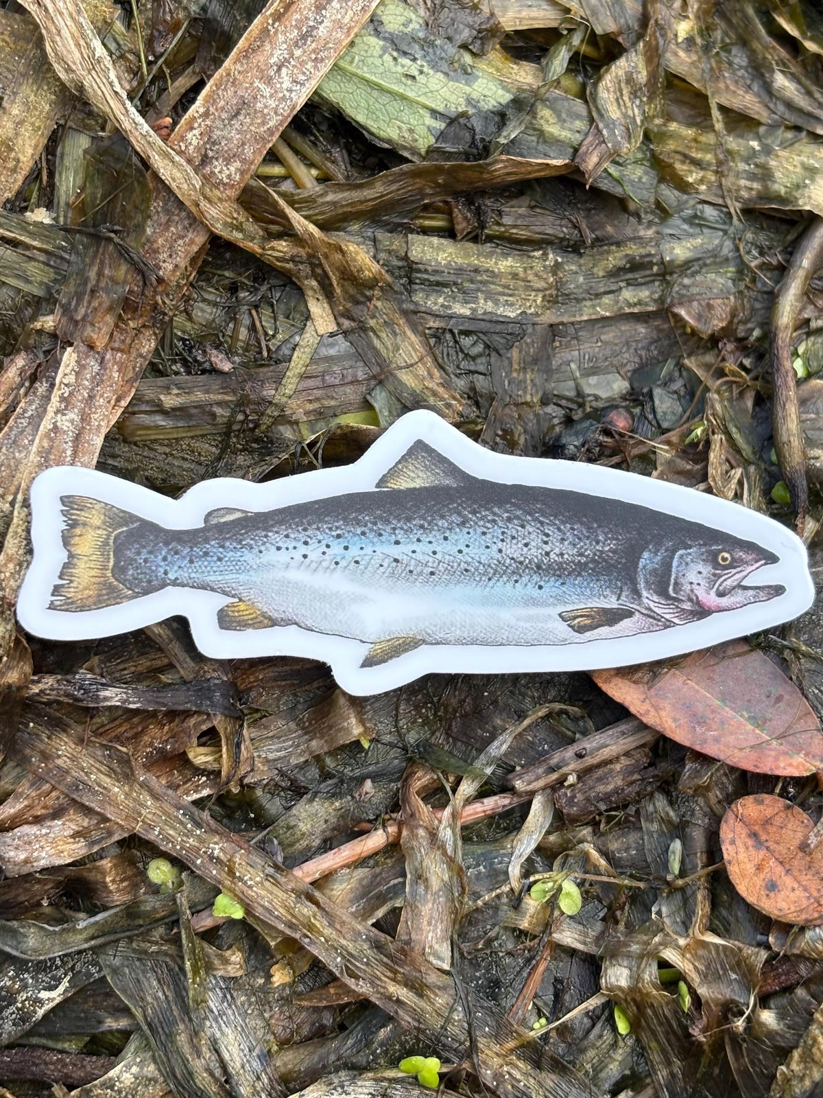 Atlantic Salmon Lake Champlain Sticker, Fish Decal, New York Fishing Sticker, Adirondack Outdoor Sticker