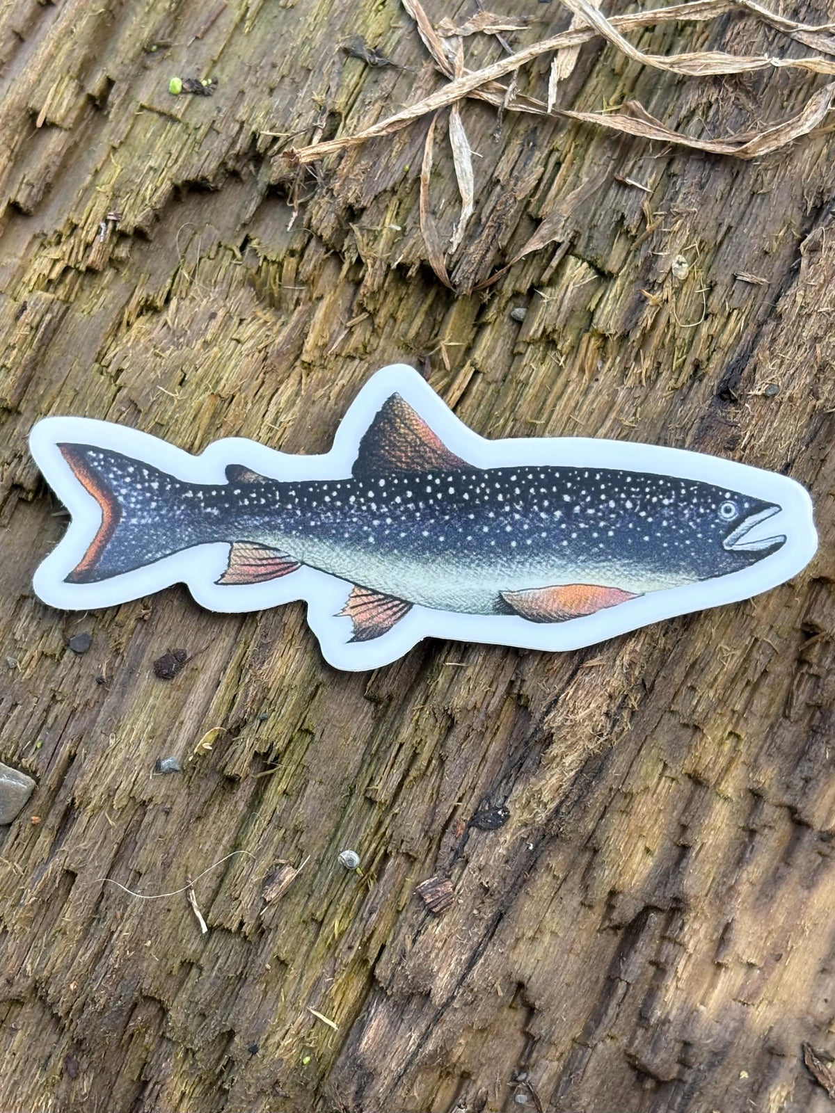 Lake Champlain Lake Trout Sticker,  Fishing Decal, Adirondack Fish Sticker, Vermont Lake Sticker, Trout Fishing Gift, Boat Sticker