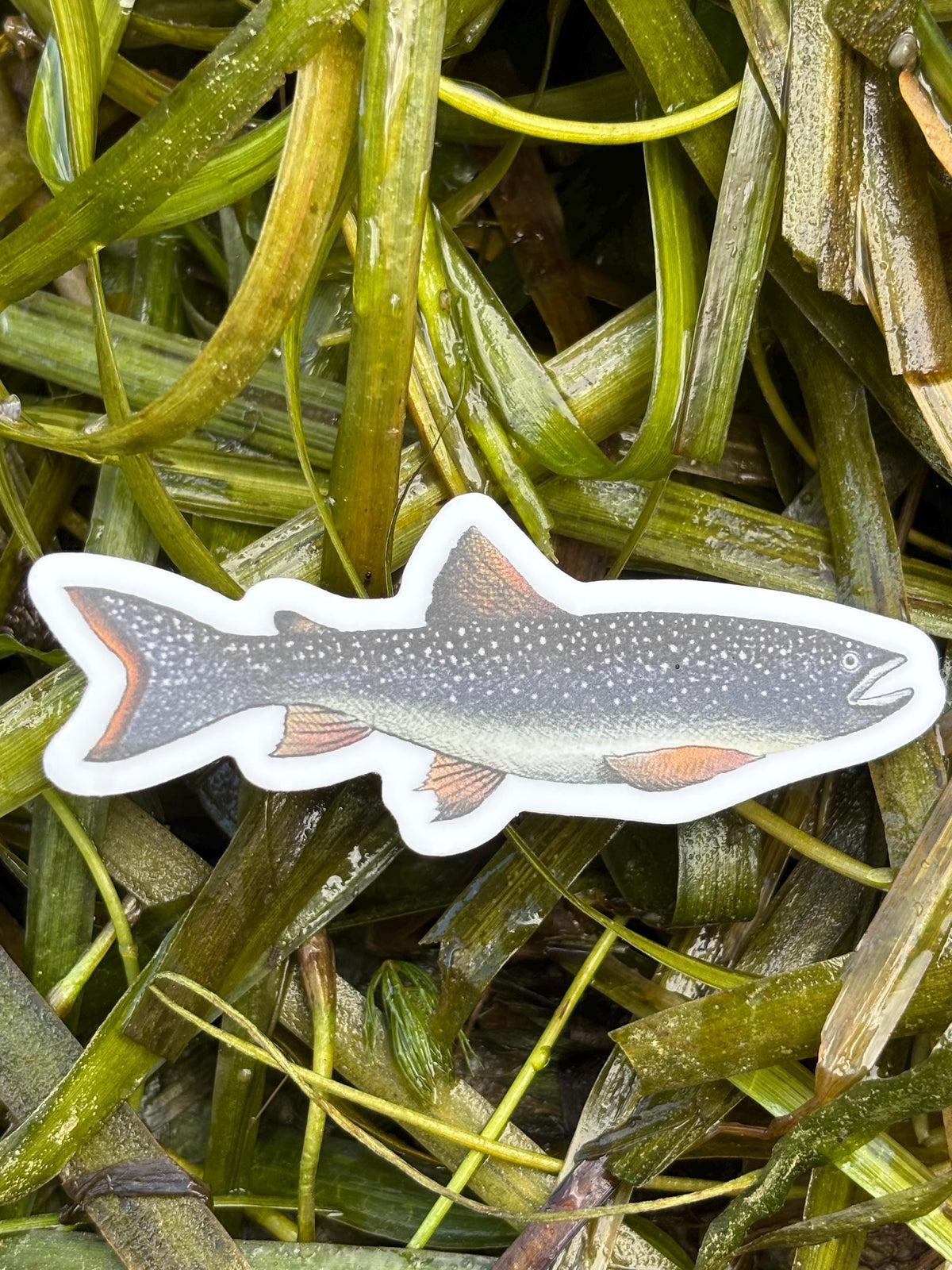 Lake Champlain Lake Trout Sticker,  Fishing Decal, Adirondack Fish Sticker, Vermont Lake Sticker, Trout Fishing Gift, Boat Sticker