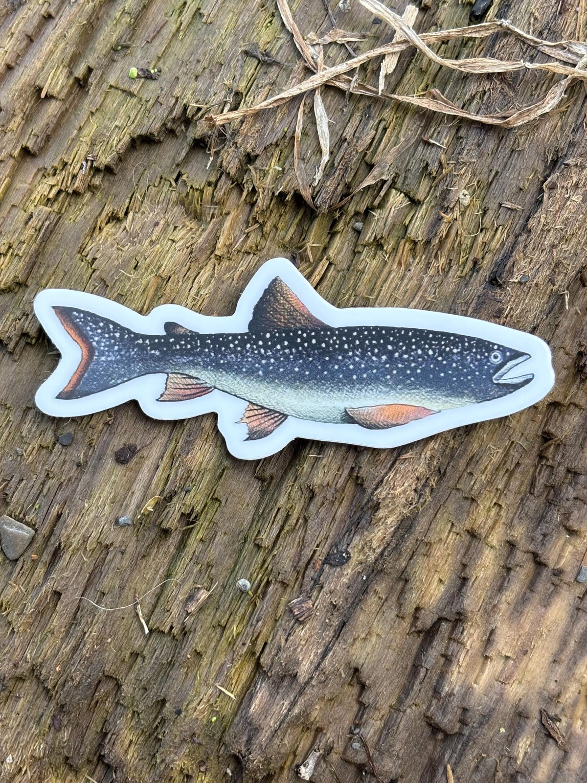 Lake Champlain Lake Trout Sticker,  Fishing Decal, Adirondack Fish Sticker, Vermont Lake Sticker, Trout Fishing Gift, Boat Sticker
