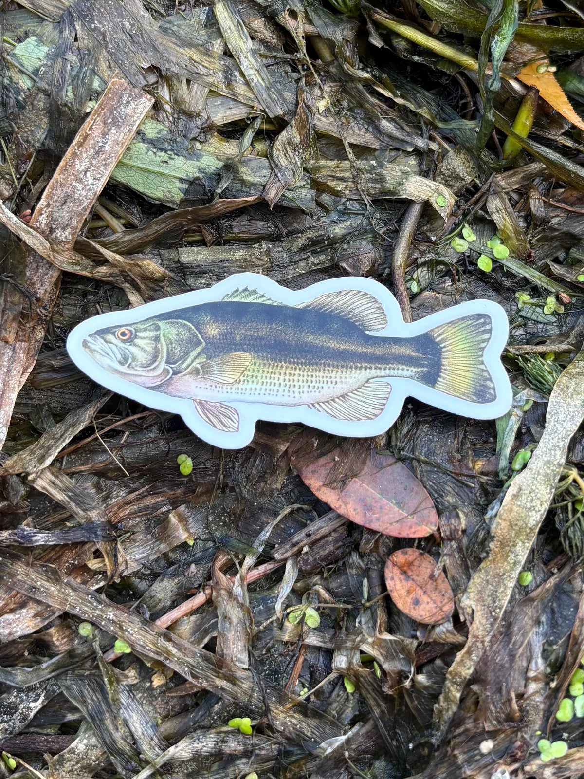 Largemouth Bass Sticker Lake Champlain Fishing Decal, Bass Fishing Sticker, Angler Gift, Fisherman Gift, Lake Champlain Sticker