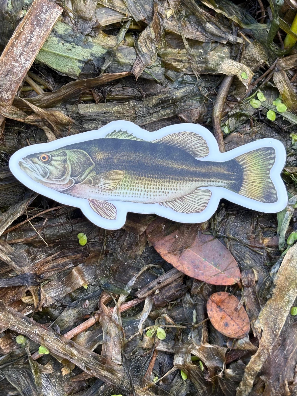 Largemouth Bass Sticker Lake Champlain Fishing Decal, Bass Fishing Sticker, Angler Gift, Fisherman Gift, Lake Champlain Sticker