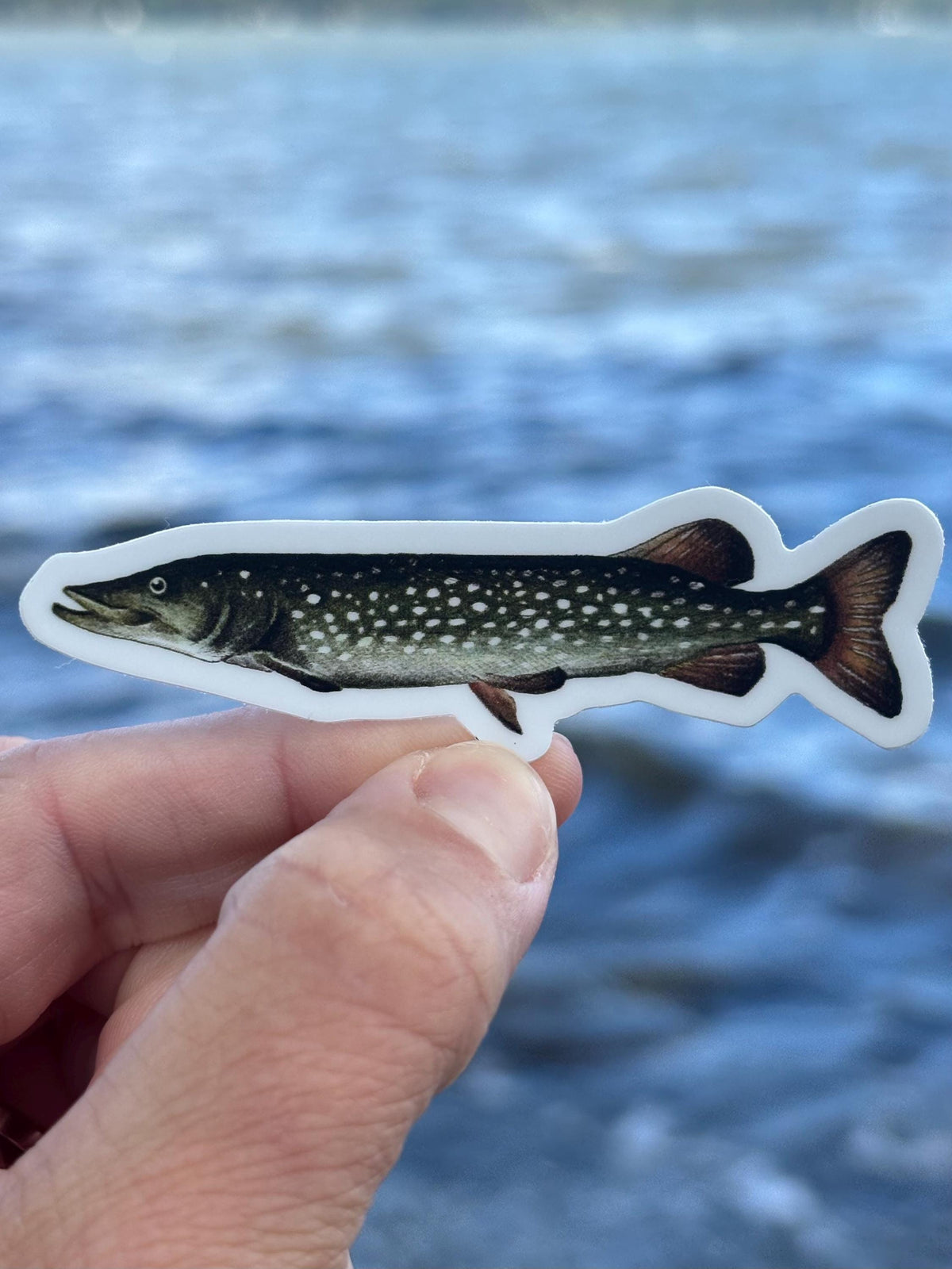 Northern Pike Sticker Lake Champlain Fishing Decal, Pike Fishing Sticker, Angler Gift, Fisherman Gift, Lake Champlain Sticker