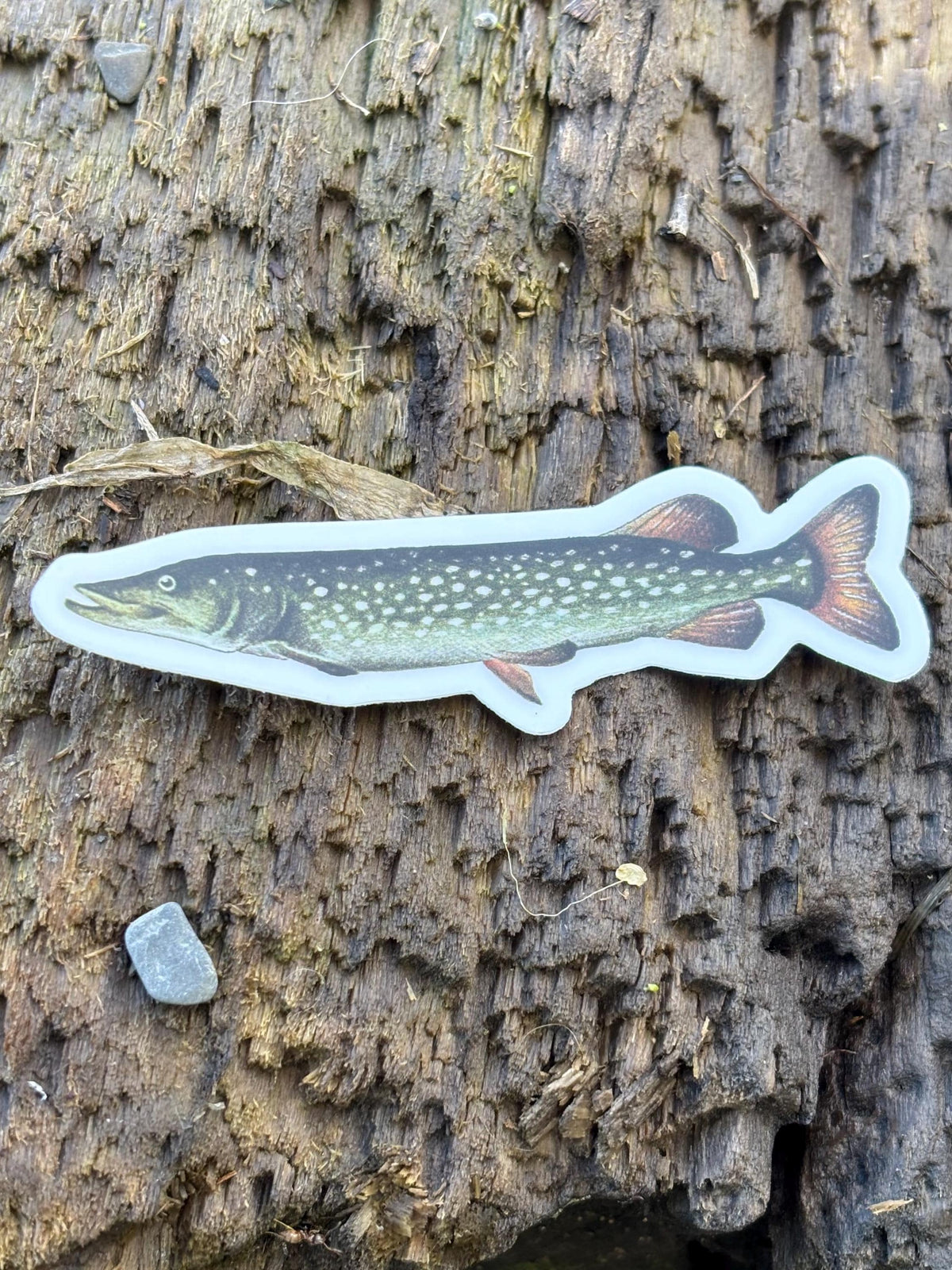 Northern Pike Sticker Lake Champlain Fishing Decal, Pike Fishing Sticker, Angler Gift, Fisherman Gift, Lake Champlain Sticker